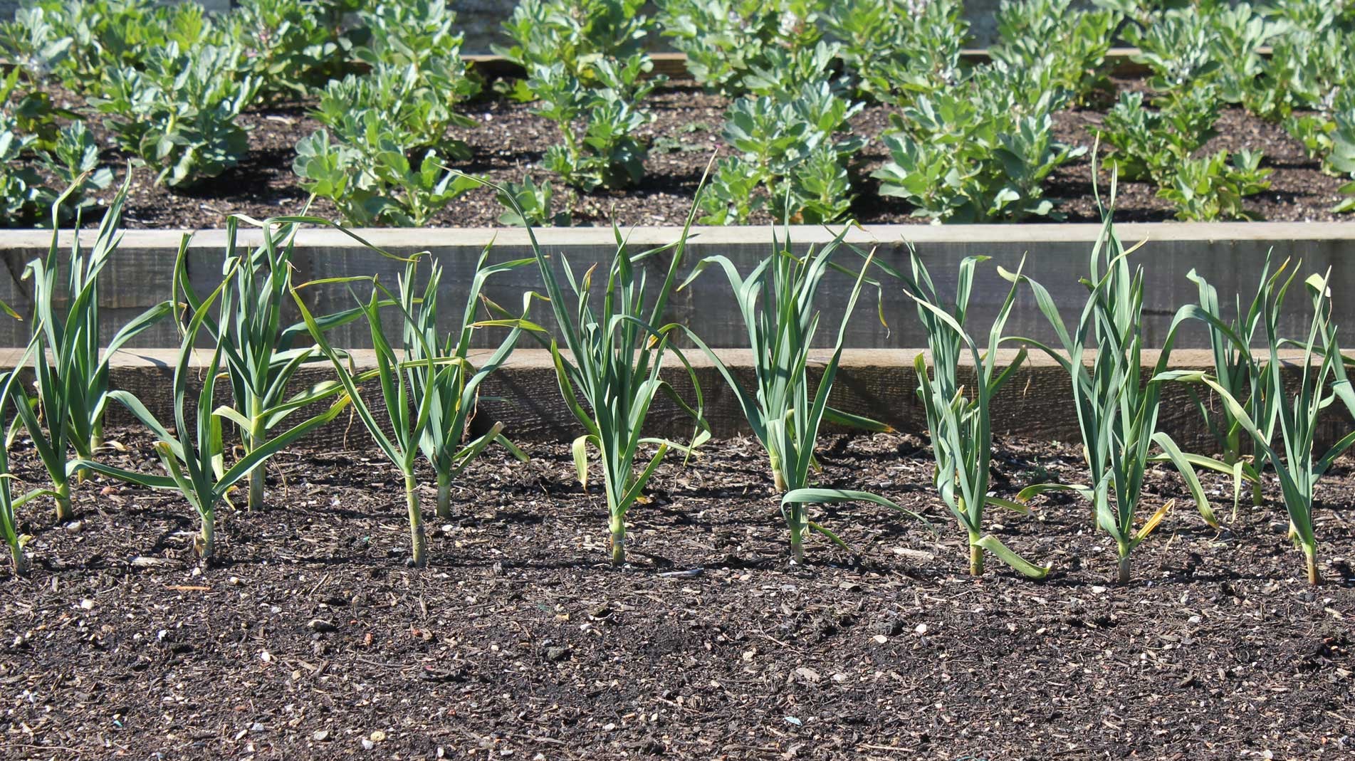 Haxnicks gardening advice how to grow onions form seed the best way
