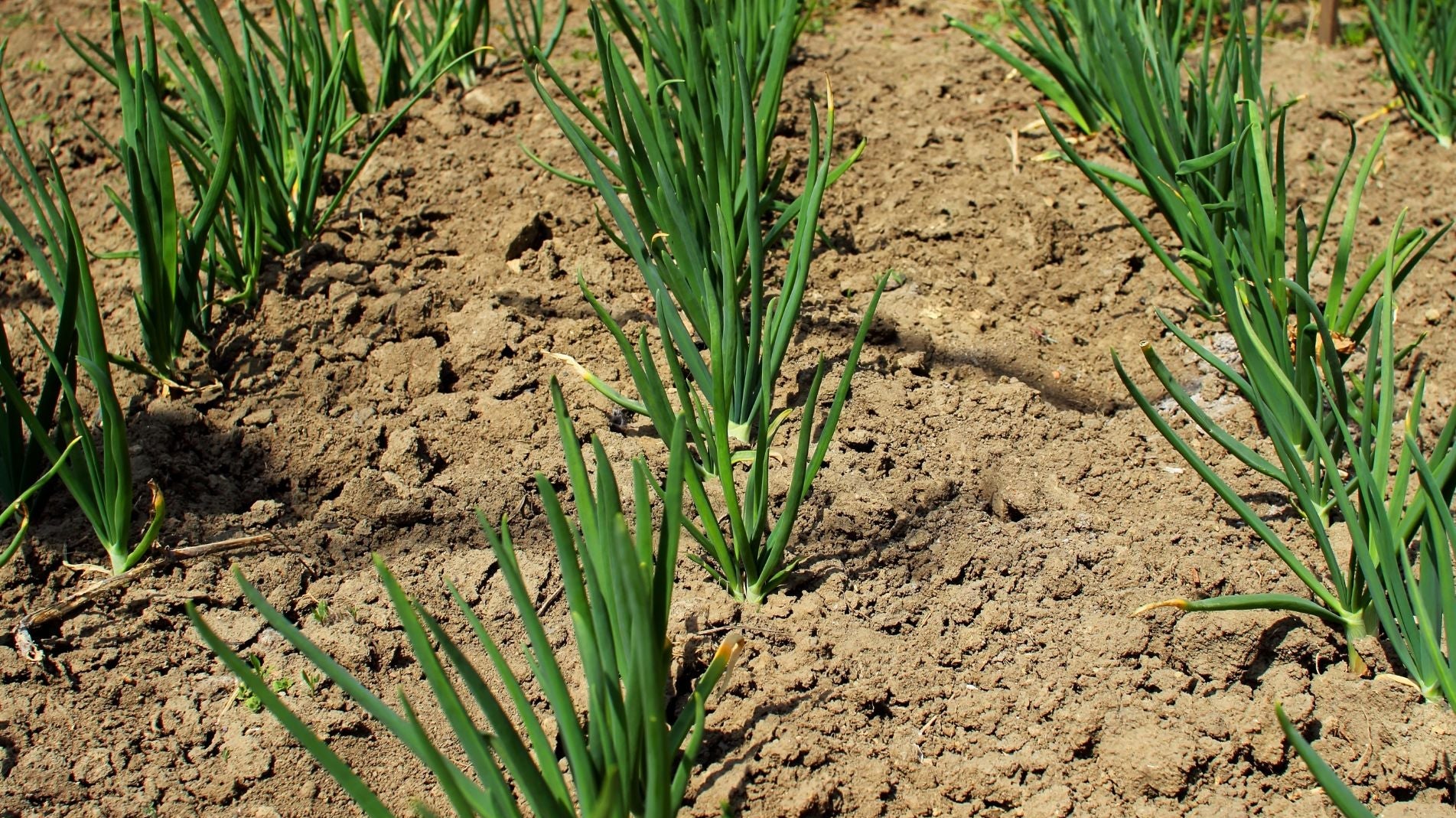 Onions growing in rows in the garden