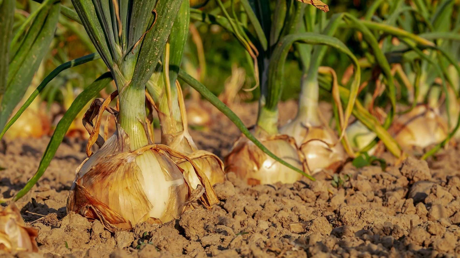 Haxnicks gardening advice how to grow onions from sets the best way