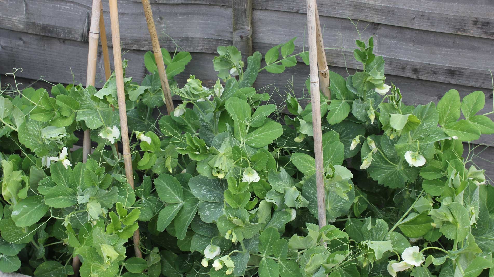 Haxnicks gardening advice how to grow peas the best way