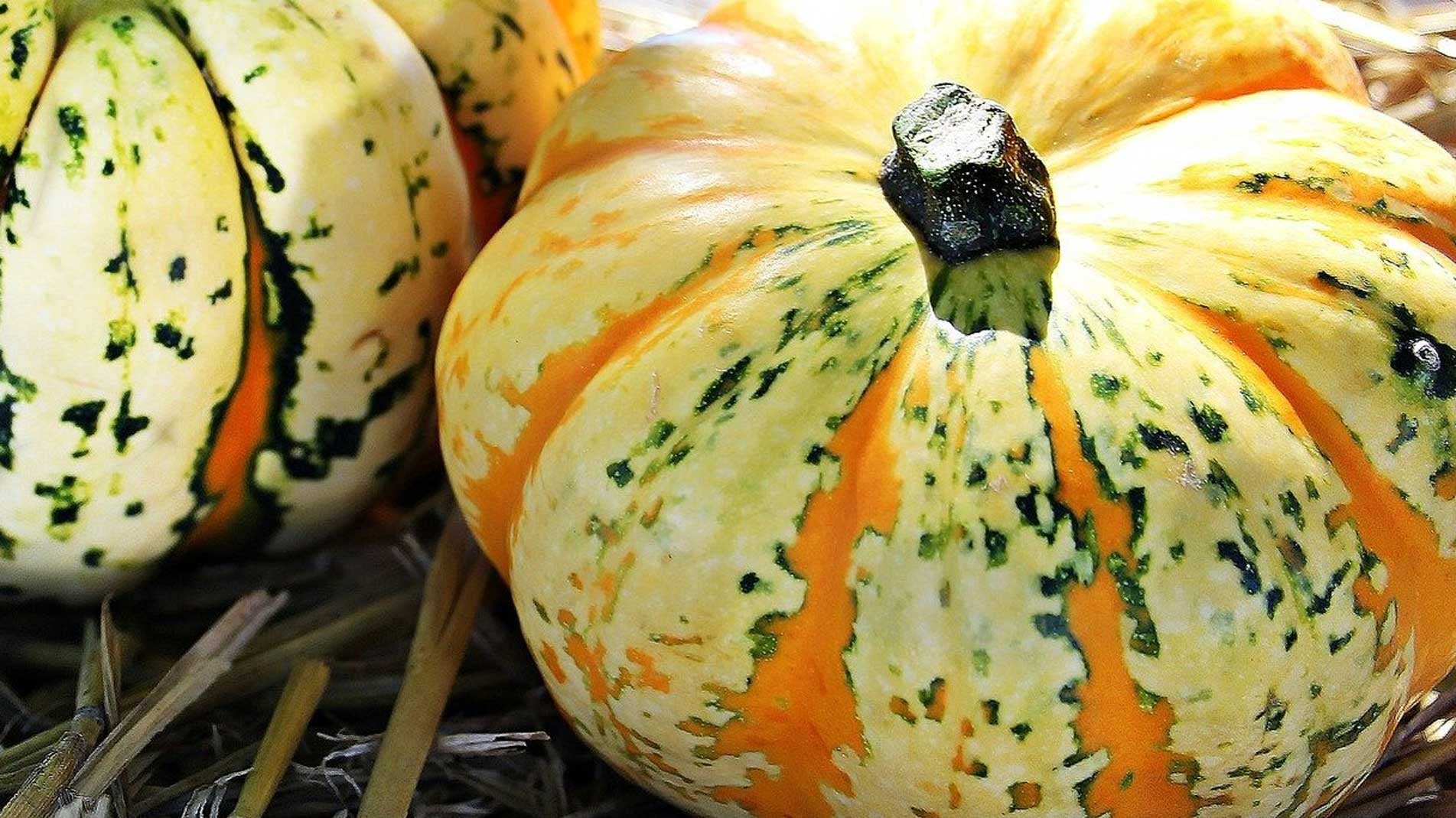Haxnicks gardening advice on how to grow pumpkins