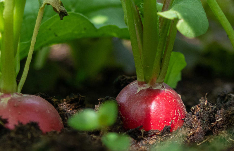 Haxnicks gardening advice how to grow radishes the best way