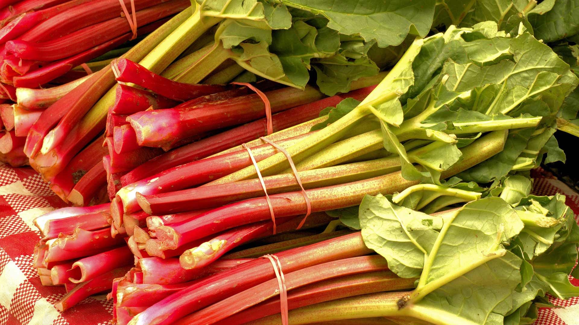 Haxnicks gardening advice how to grow rhubarb the best way