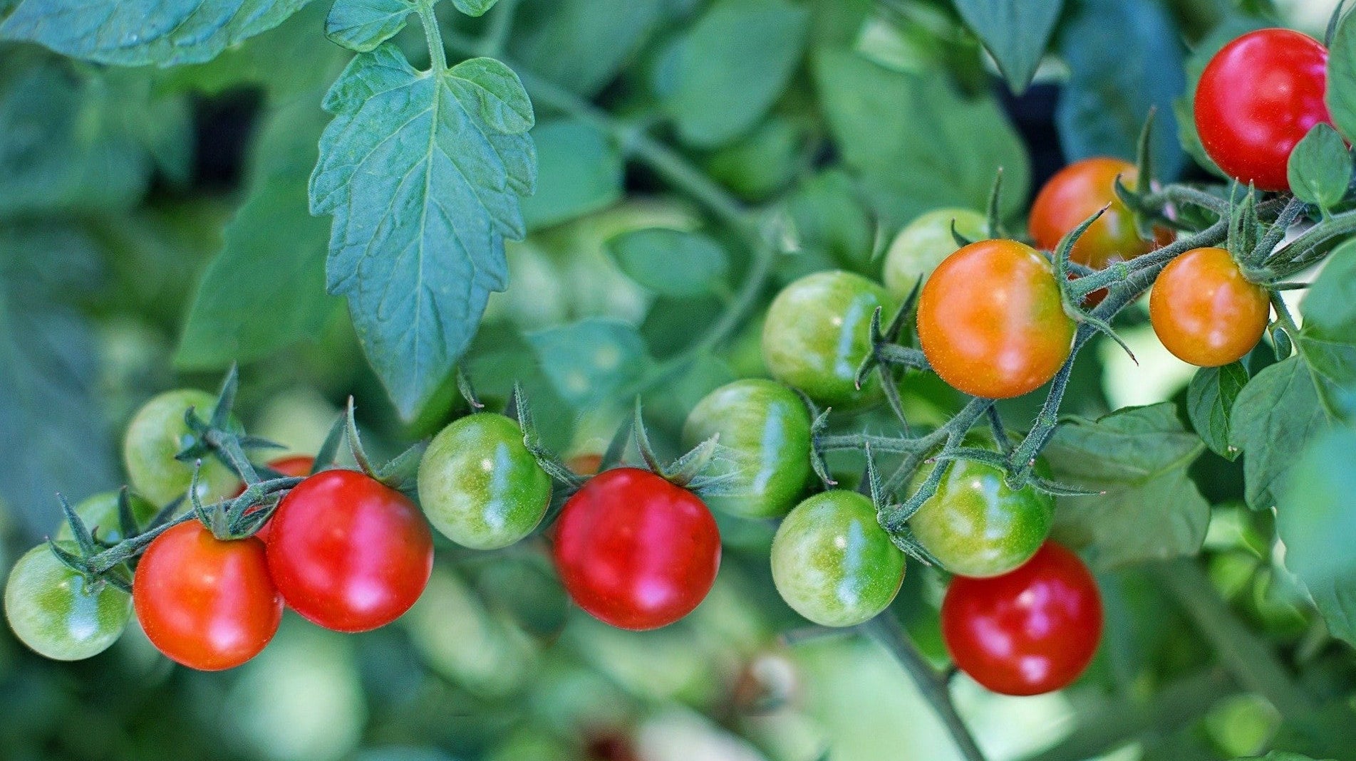 Haxnicks-growing tips- grow at home- how to ripen green tomatoes- how to grow tomatoes