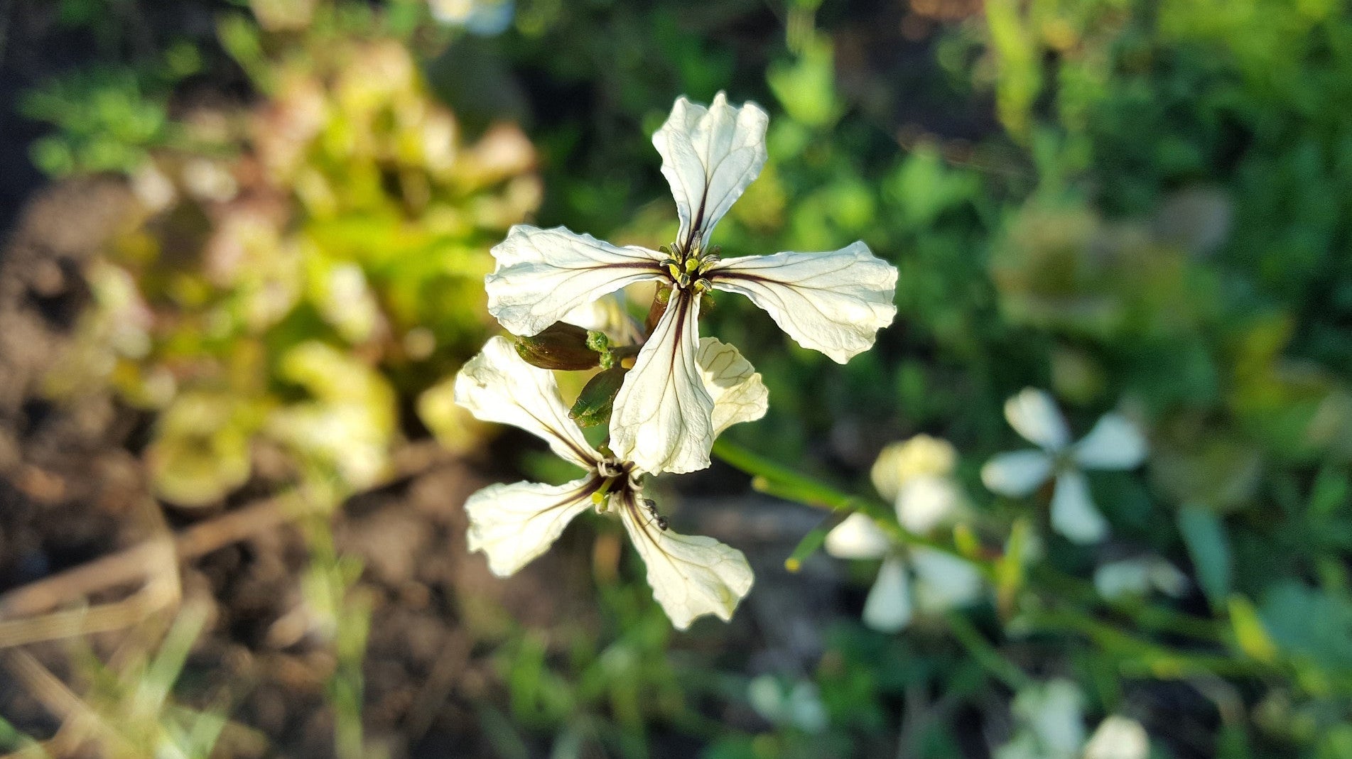 haxnicks- how to grow rocket- grow at home- growing rocket tips