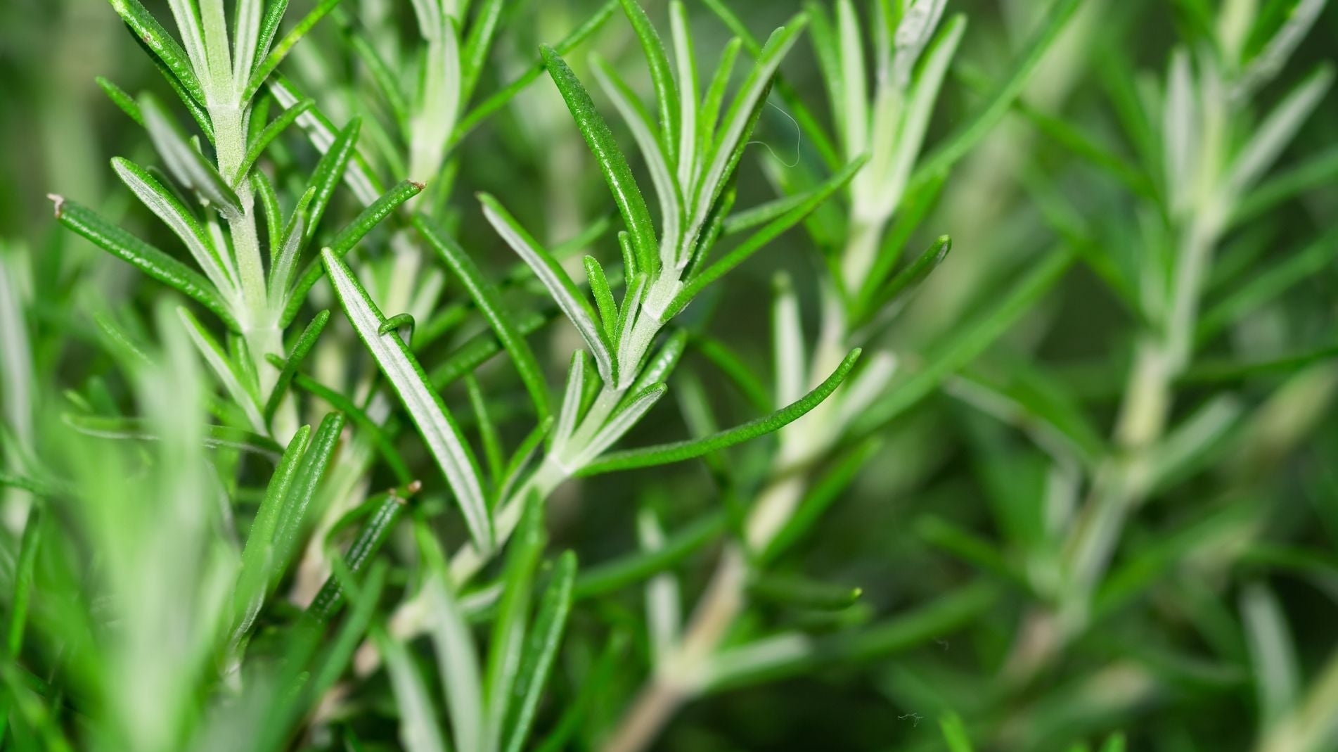 How to Grow Rosemary from cuttings in the UK