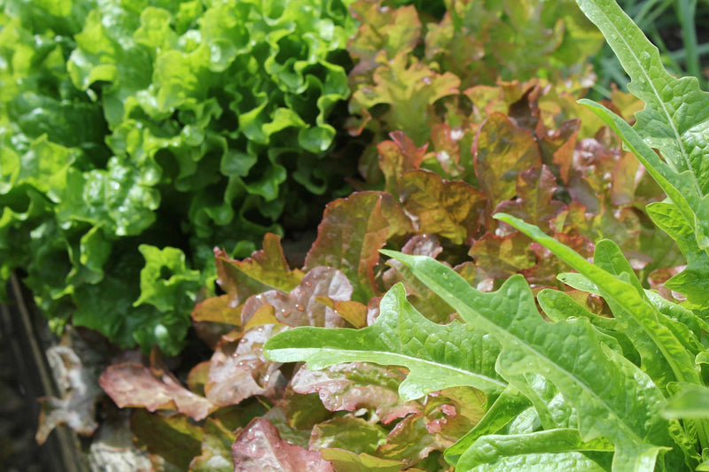 Haxnicks Gardening advice how to grow salad leaves the best way