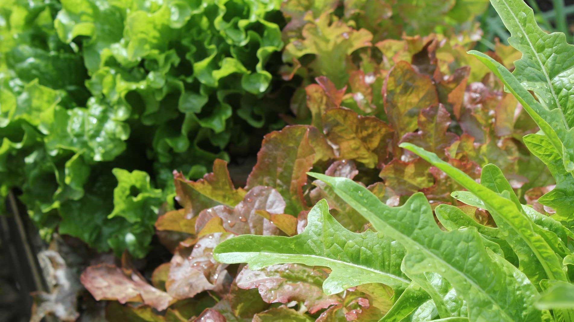 Haxnicks Gardening advice how to grow salad leaves the best way