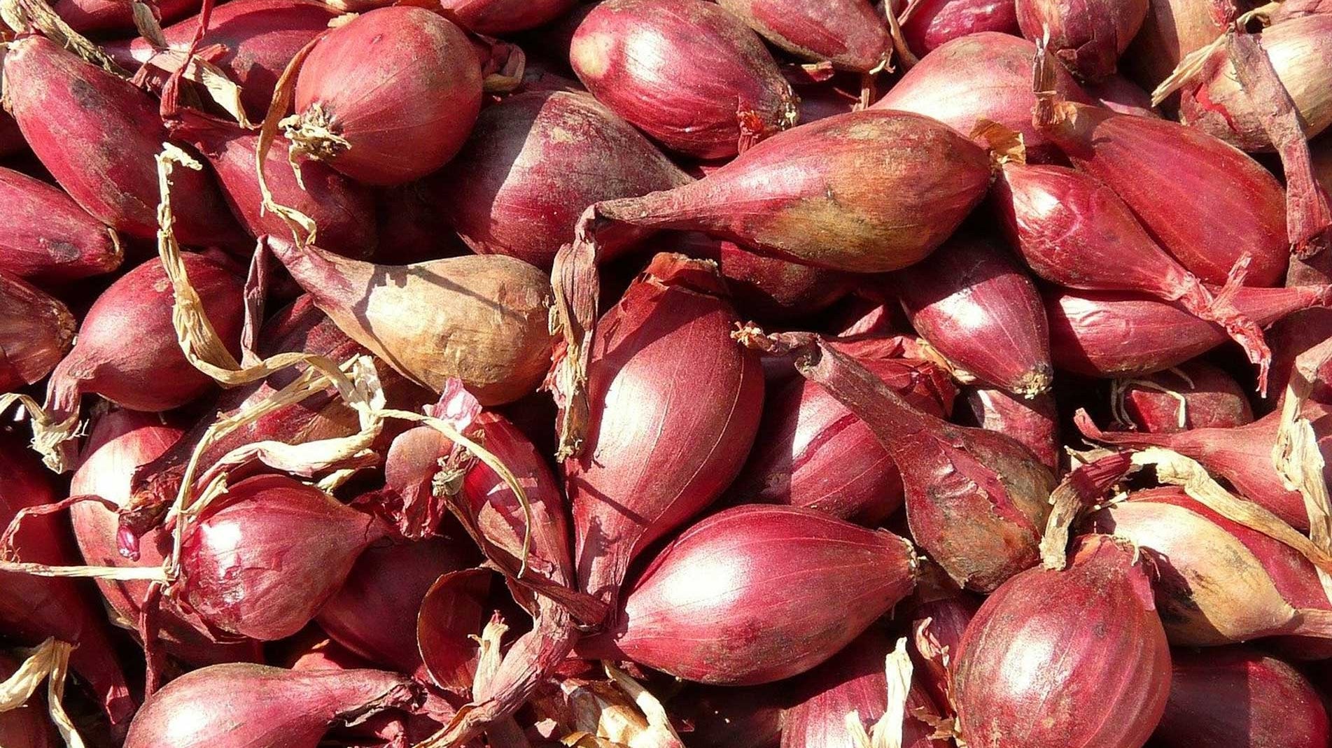 How to grow shallots - whats the best way to grow banana shallots