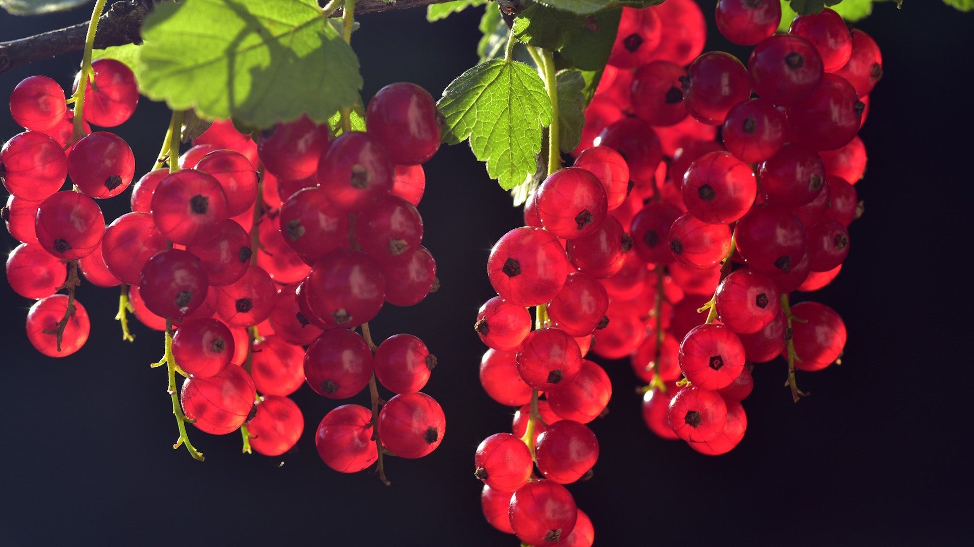 haxnicks- how to grow soft fruits currants- currant growing guide- growing berries- red currants - how to grow currants easily