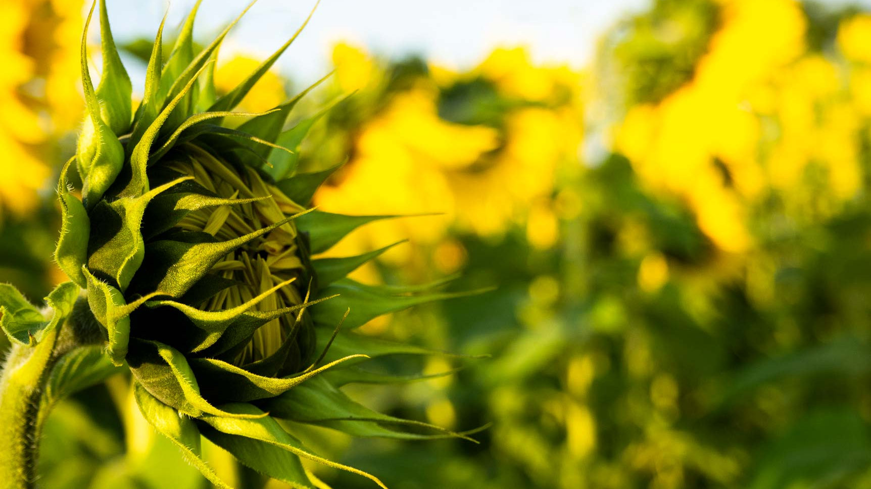 field of sunflowers - how to grow the tallest sunflowers