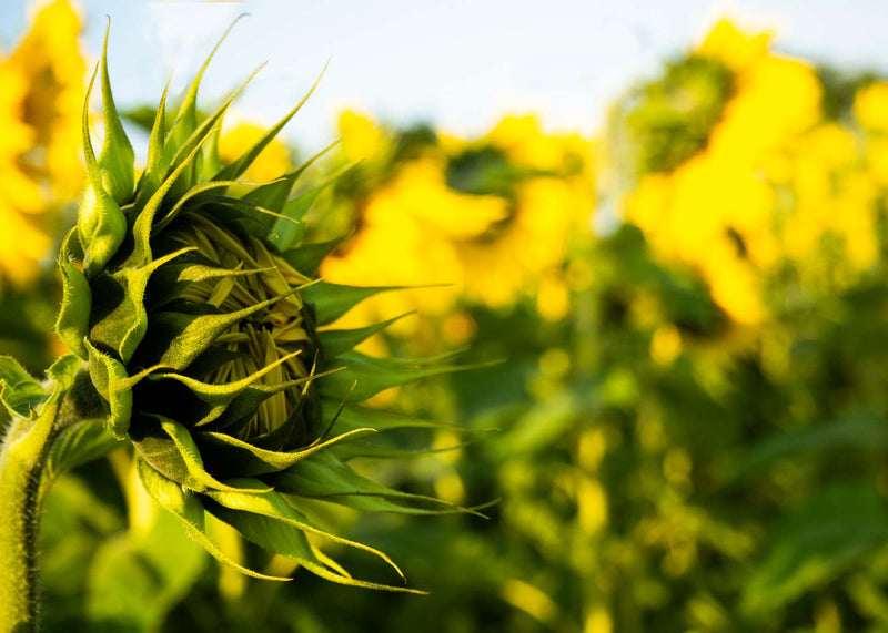 field of sunflowers - how to grow the tallest sunflowers