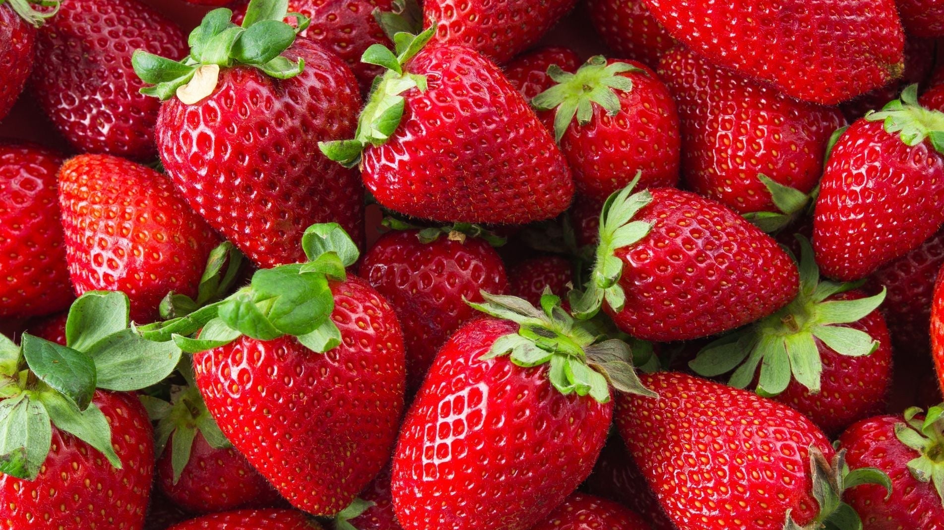 How to Grow Strawberries from Seeds or Runners