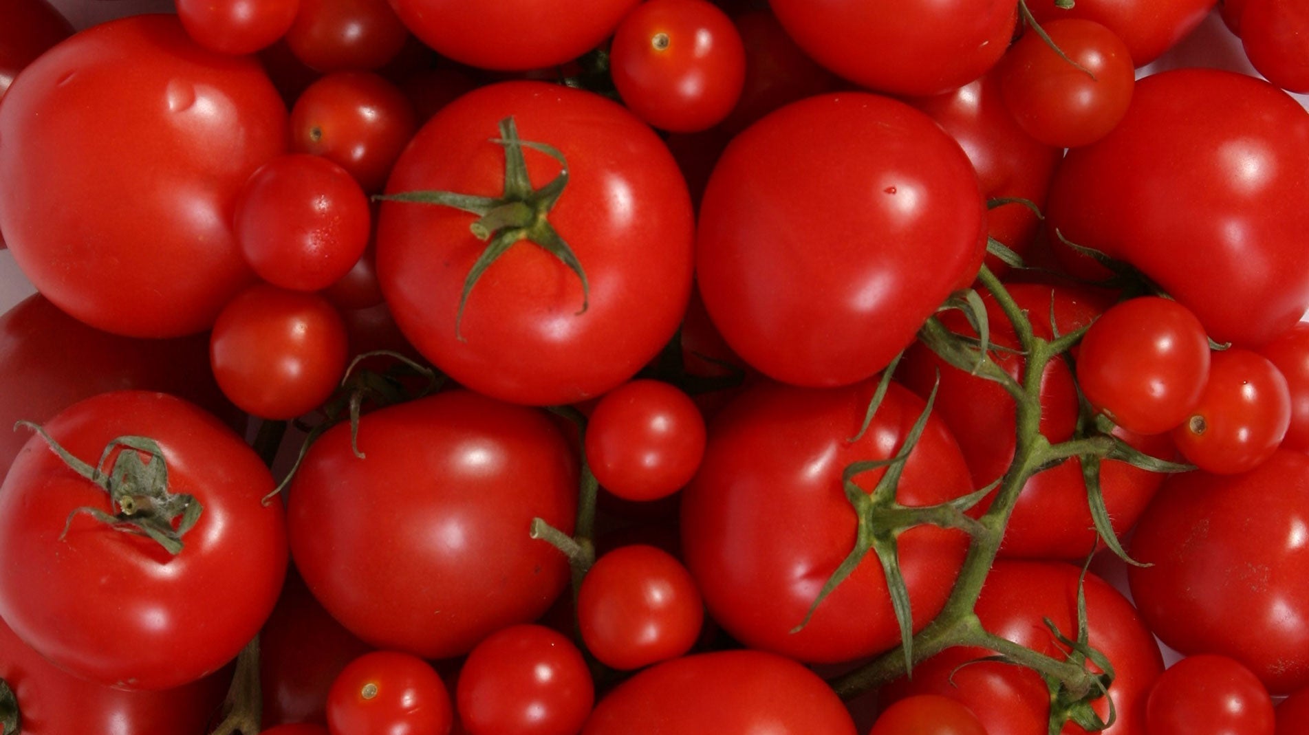 Haxnicks gardening advice how to grow tomatoes the best way