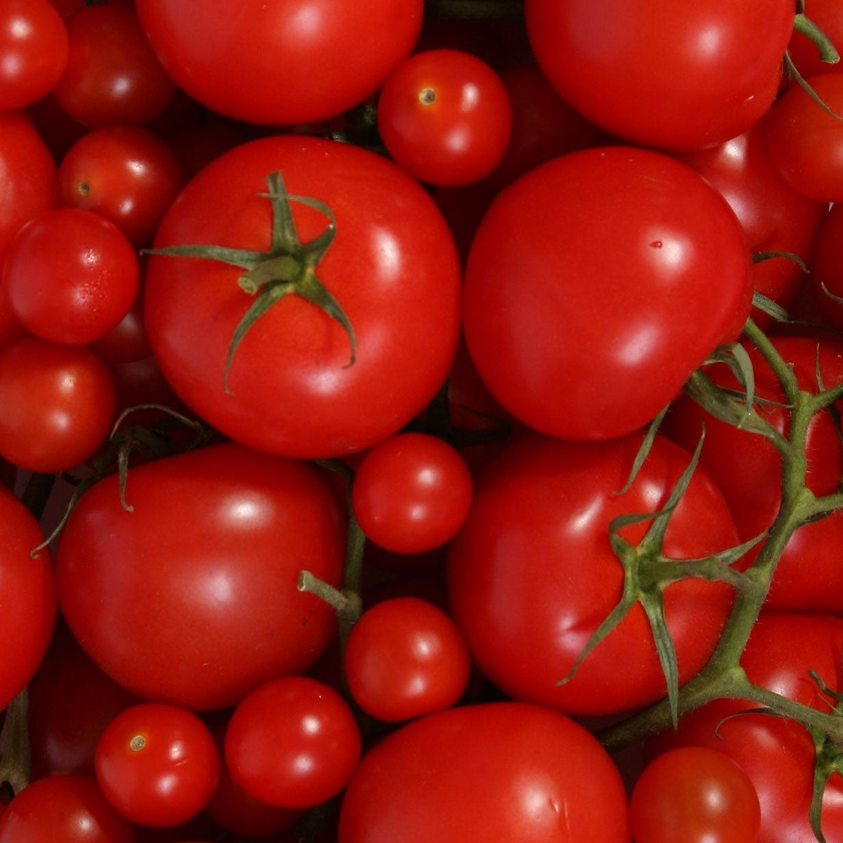 Haxnicks gardening advice how to grow tomatoes the best way