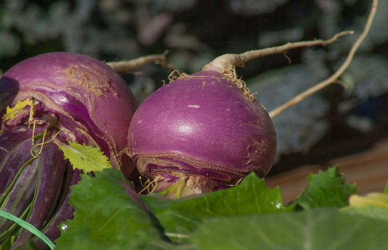 haxnicks- grow at home- how to grow turnips- turnip growing tips