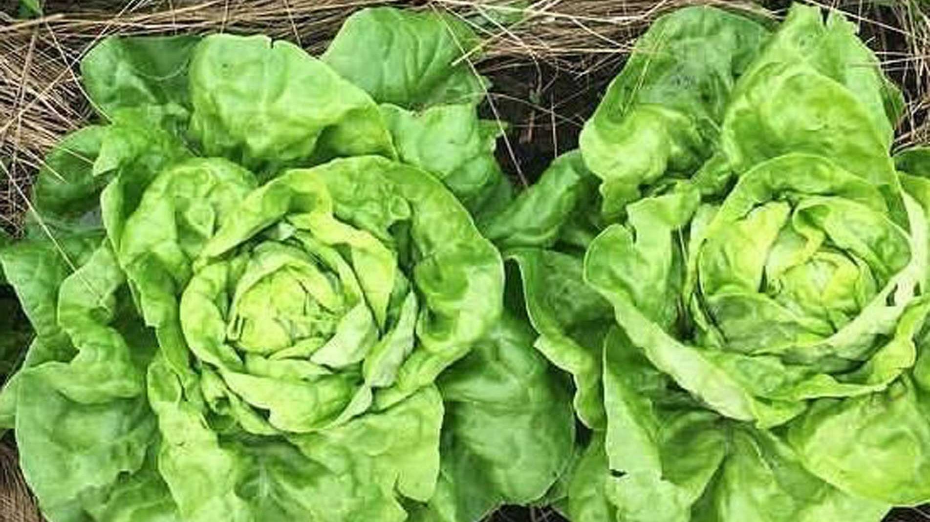 How to grow winter salad, the best way to grow winter salad leaves