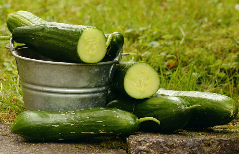 Haxnicks Gardening advice how to grow cucumbers the best way