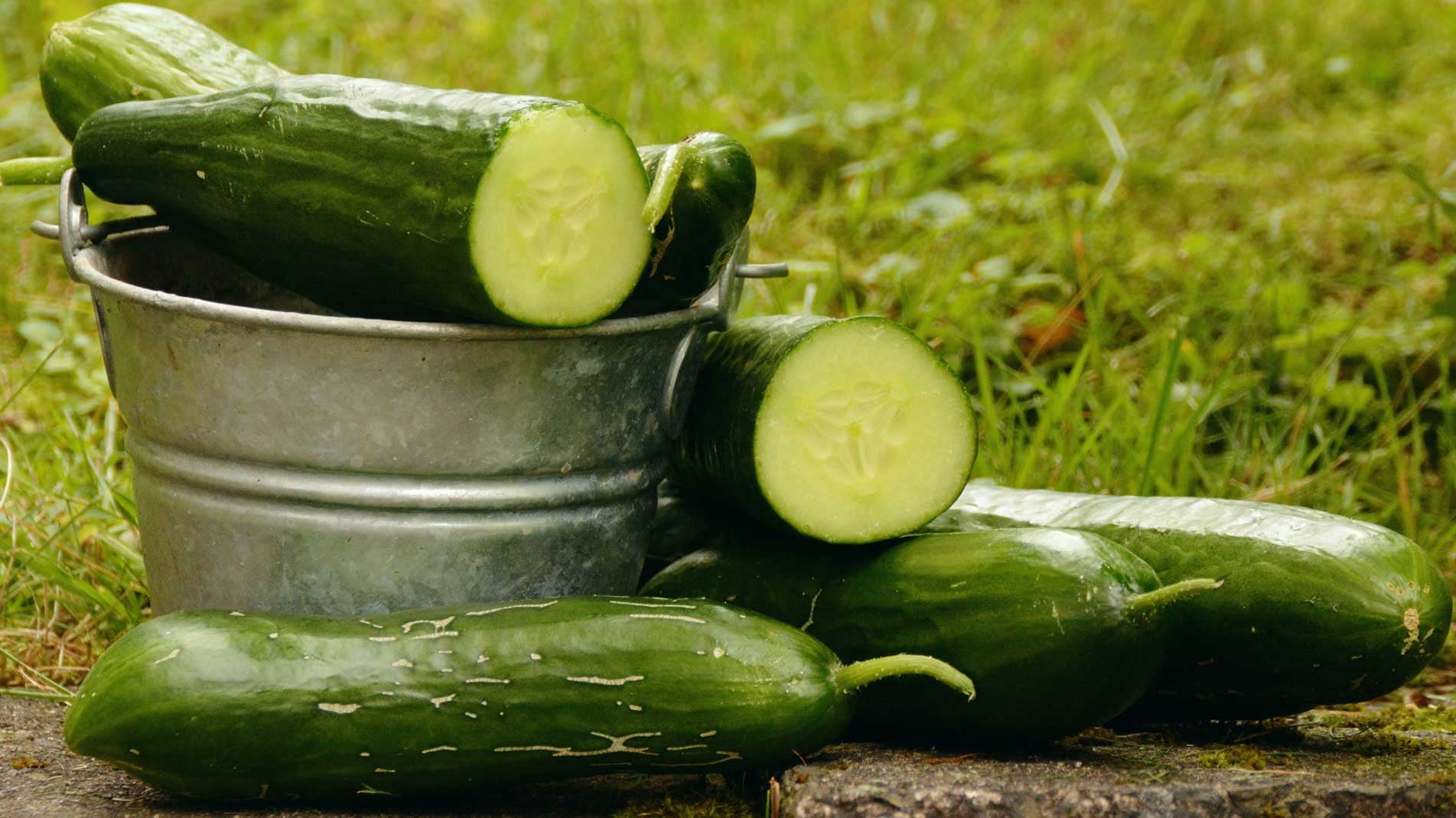 Haxnicks Gardening advice how to grow cucumbers the best way