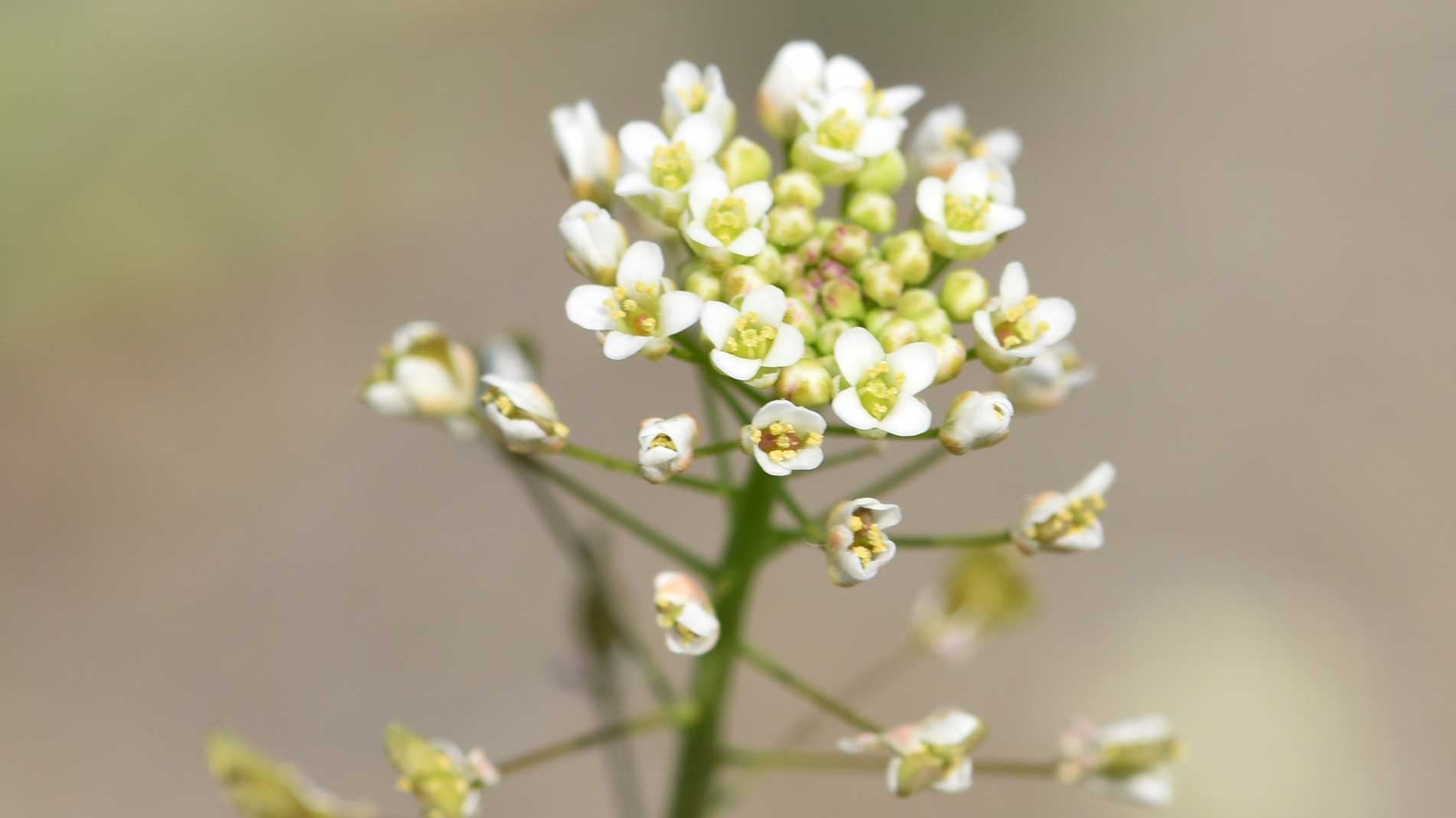 Grow at home how to grow horseradish the best way