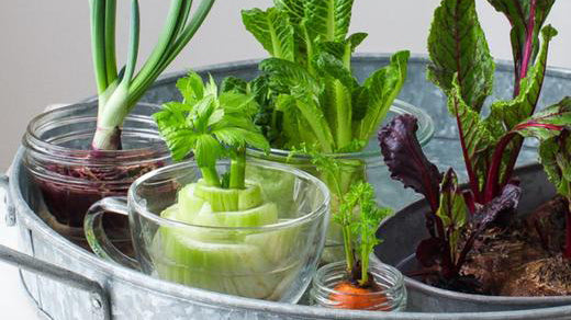 Growing from Kitchen Scraps - more free plants!
