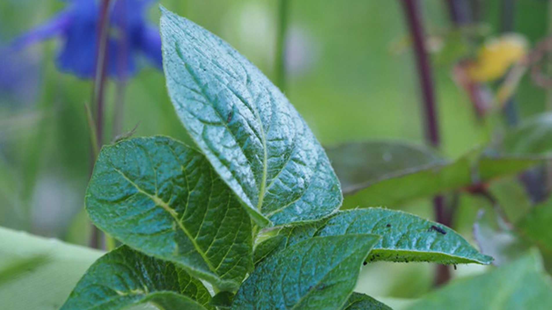 Haxnicks gardening advice how to grow potatoes in containers