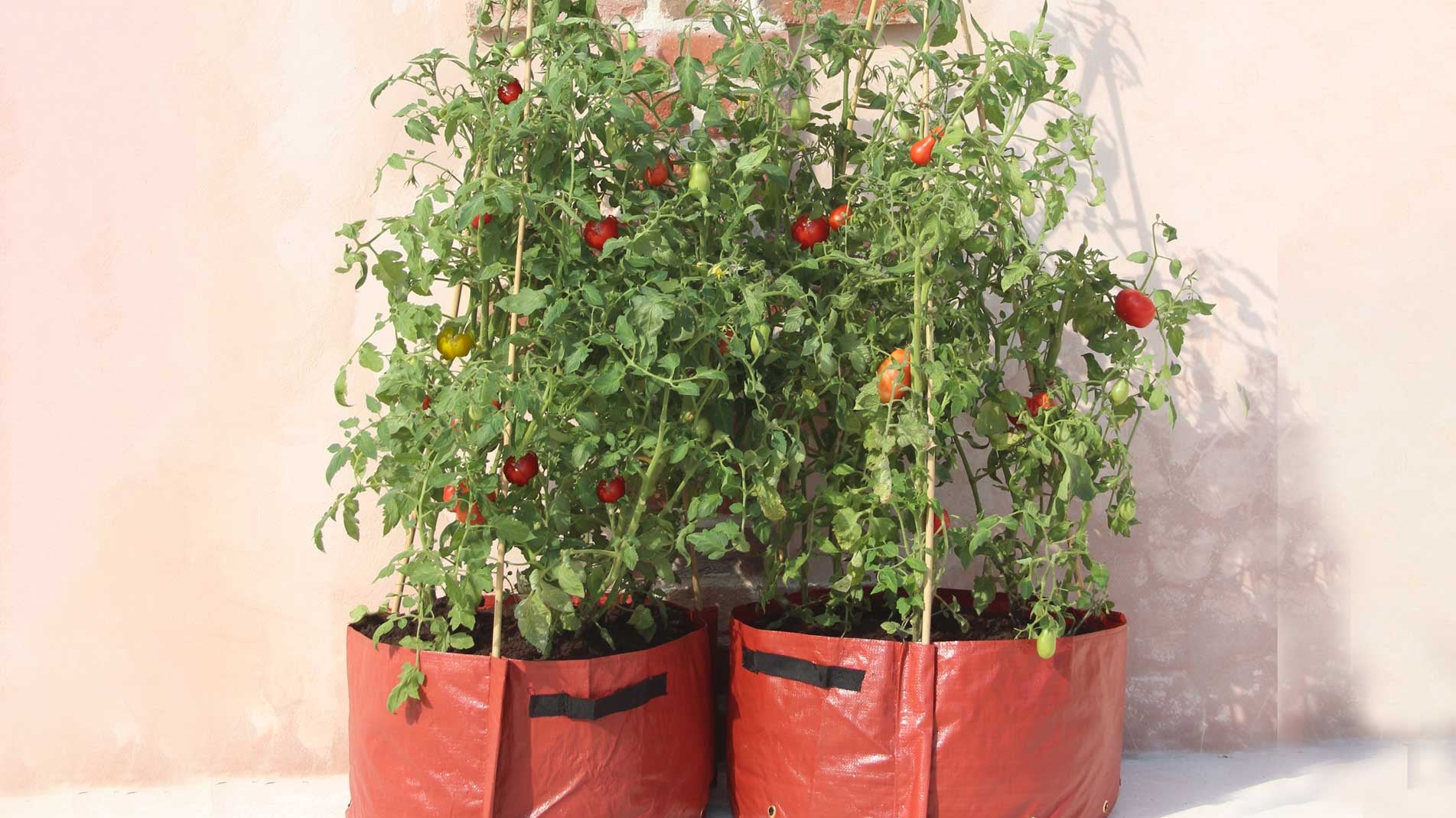 Haxnicks- tomato growing guide- tomato growing information- tomato patio planter climbing