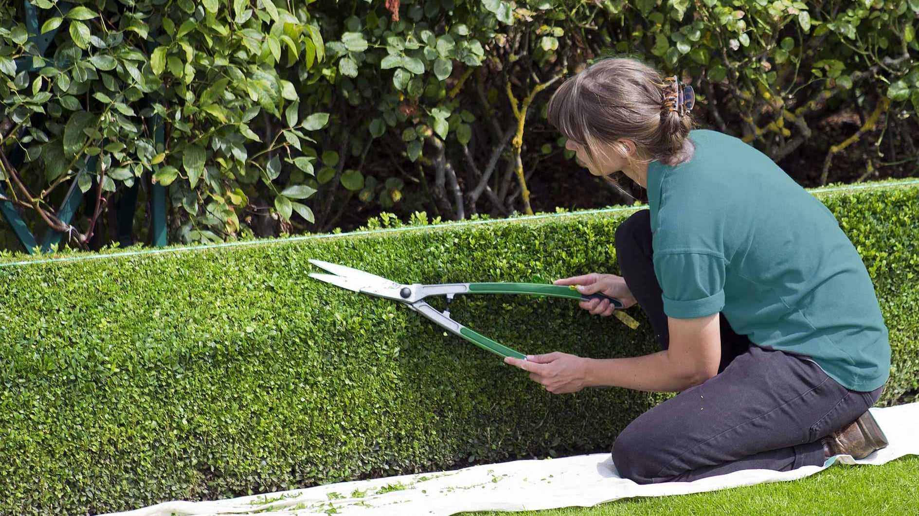 How to Plant a Hedge