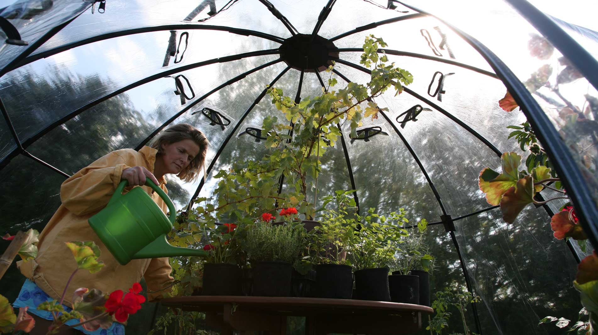 Sunbubble pop up greenhouse the ideal plant house cold frame or relaxation space