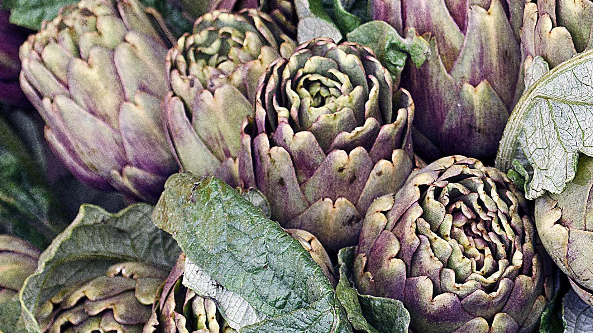 Globe Artichokes - Haxnicks how to grow gardening advice