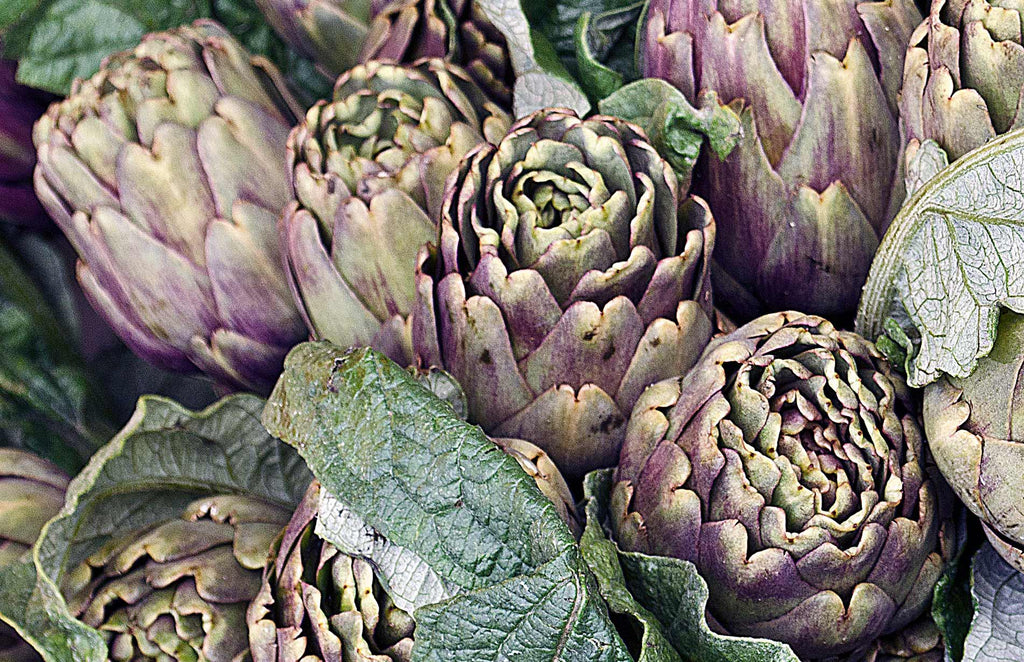 Grow at Home How to grow Globe Artichokes Haxnicks