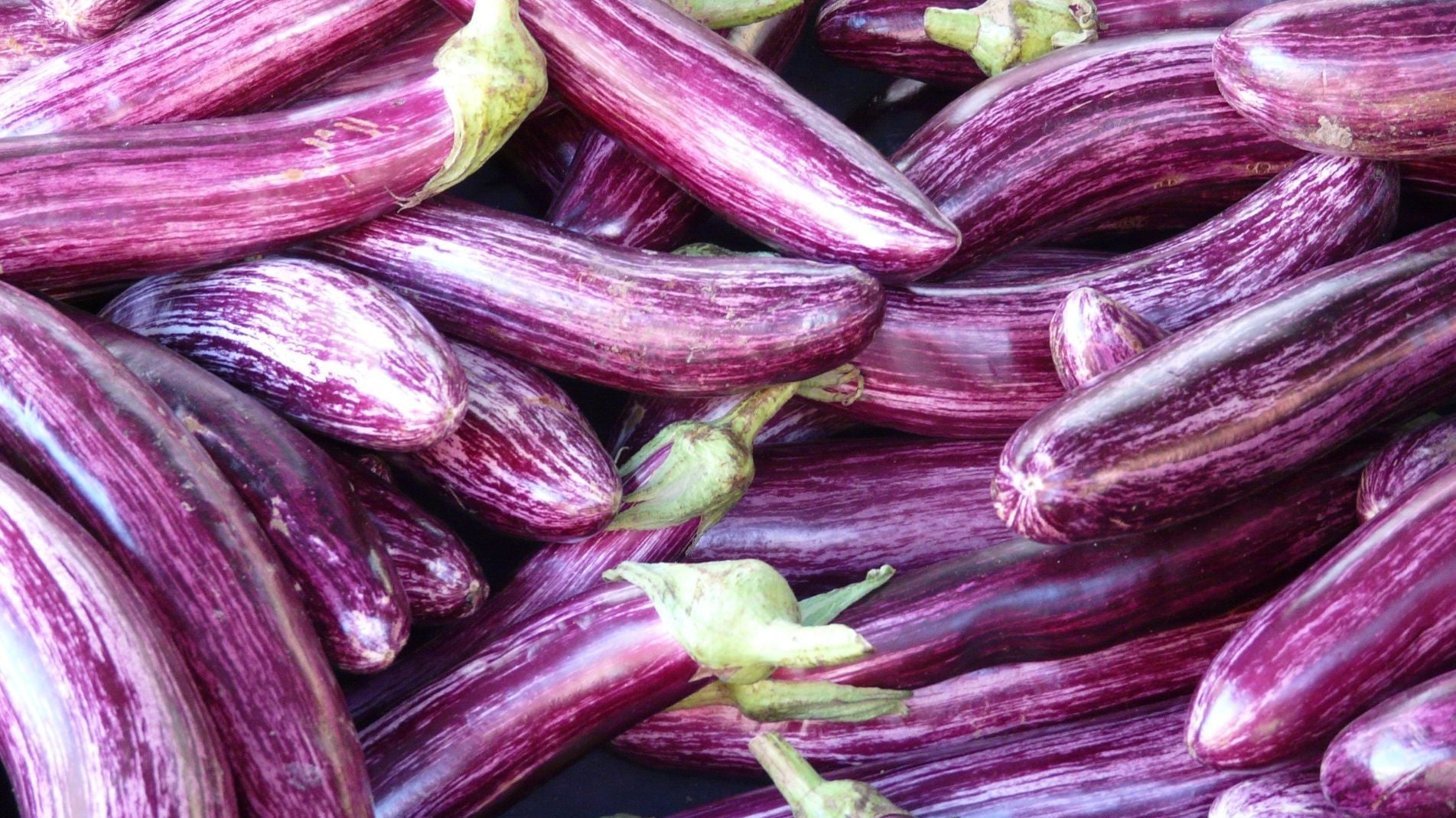 small home grown aubergines filling the frame