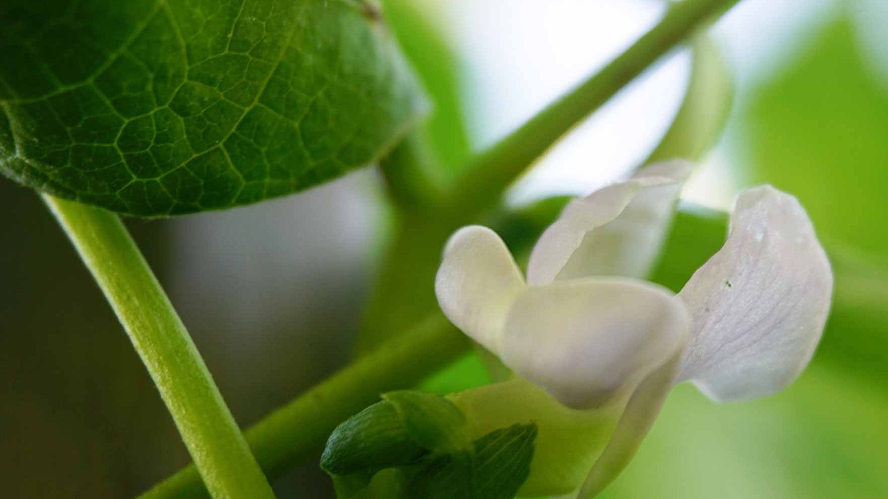 The Ultimate Guide to Growing French Beans in Containers (Dwarf & Climbing)