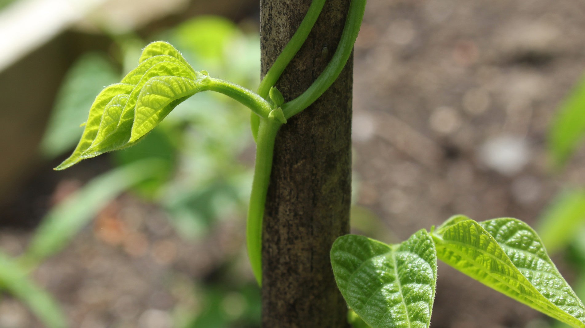 haxnicks- grow at home- growing tips- how to grow green beans