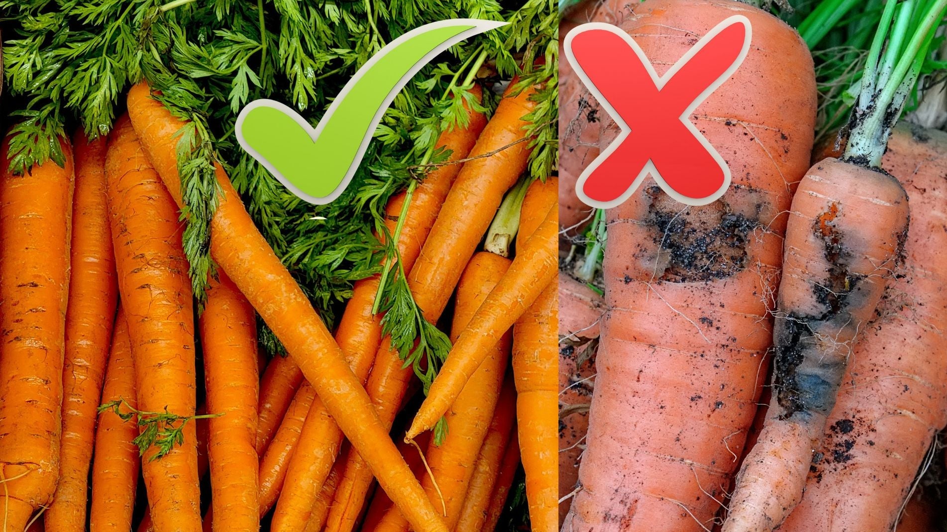 How to Protect Carrots from Carrot Fly