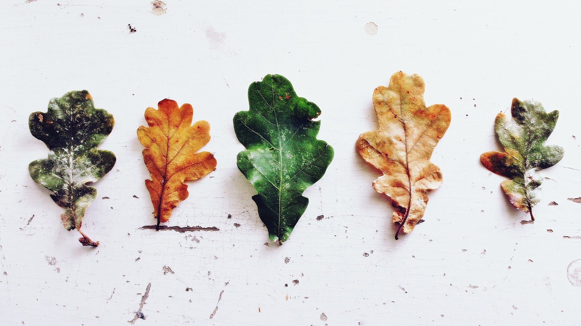 haxnicks- gardening tips- how to make leaf mould- how to make compost- easy free compost- leaves composting