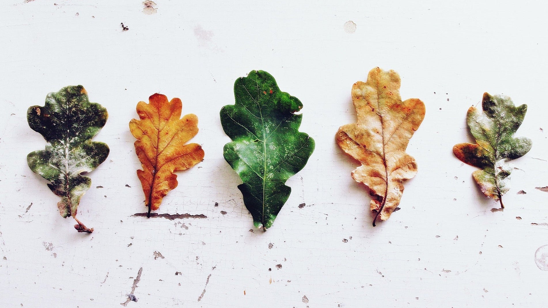 haxnicks- gardening tips- how to make leaf mould- how to make compost- easy free compost- leaves composting