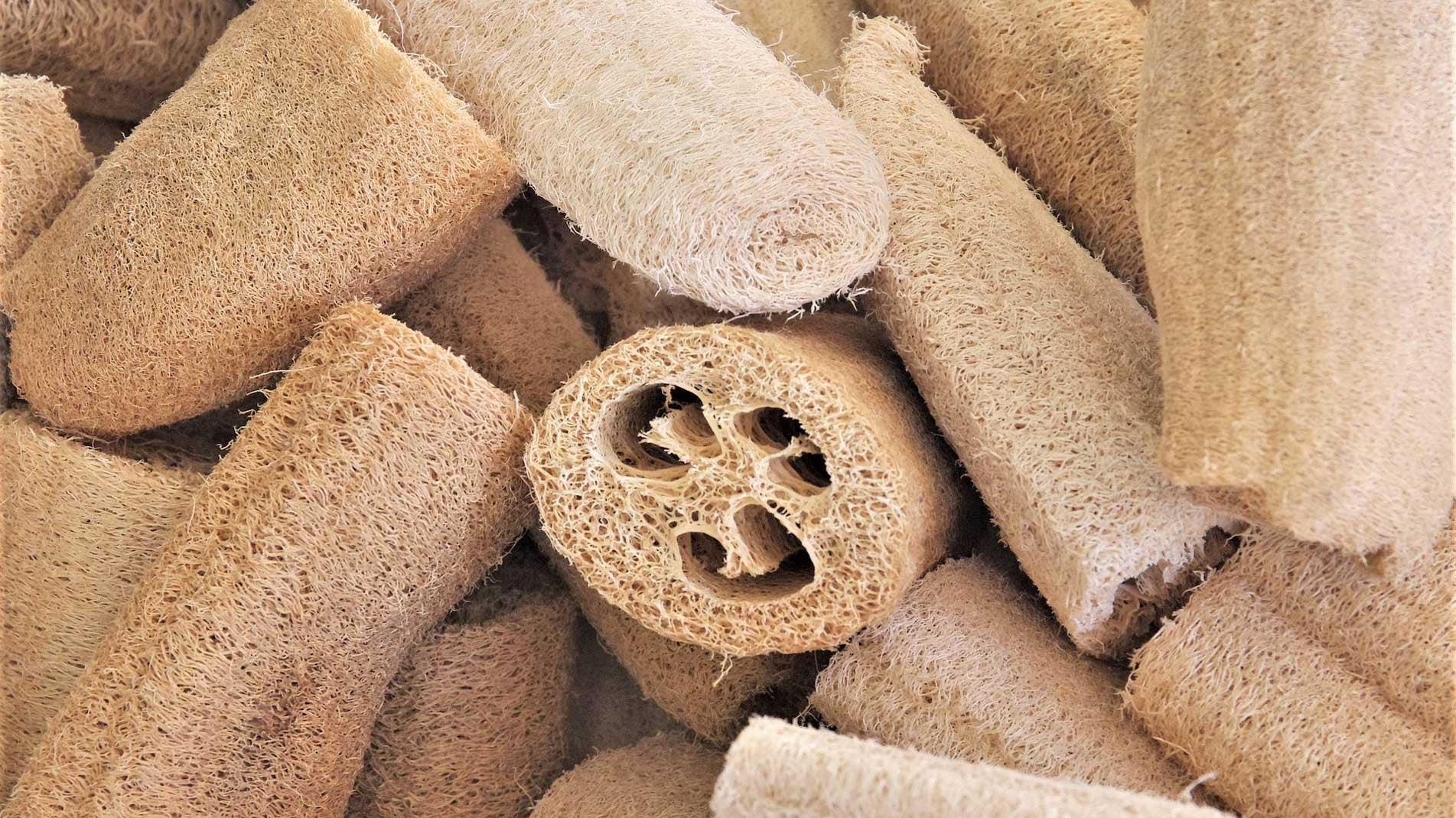 Loofah how to grow luffas the best way