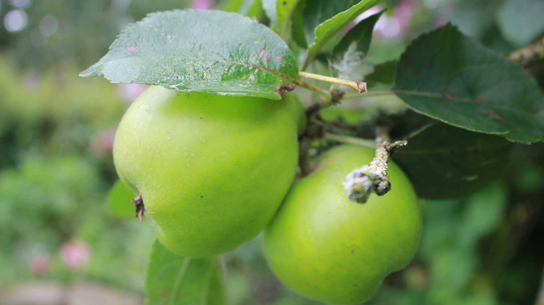 Haxnicks-storing windfall apples- how to make mulled pears- harvesting potatoes and tomatoes
