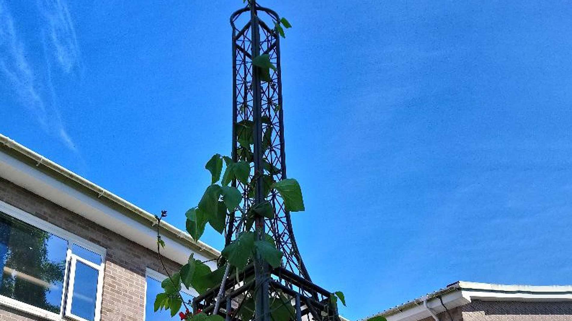 Haxnicks Eiffel Tower ornamental growing frame with beans in School grounds