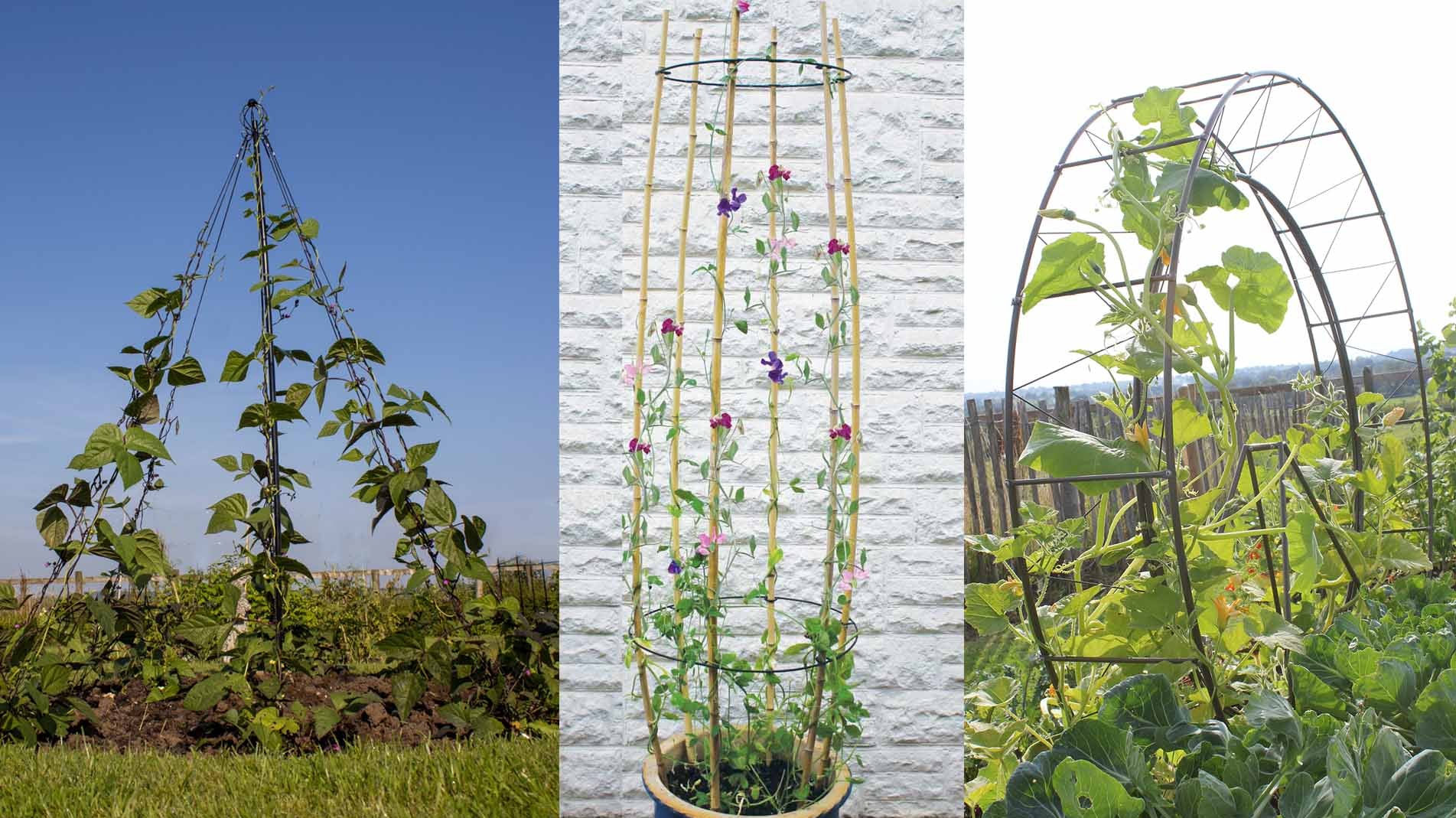 Cane rings, cane supports & other plant support products for sweetpeas and other climbing flowers