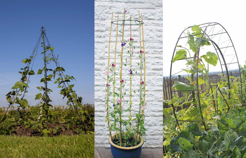 Cane rings, cane supports & other plant support products for sweetpeas and other climbing flowers
