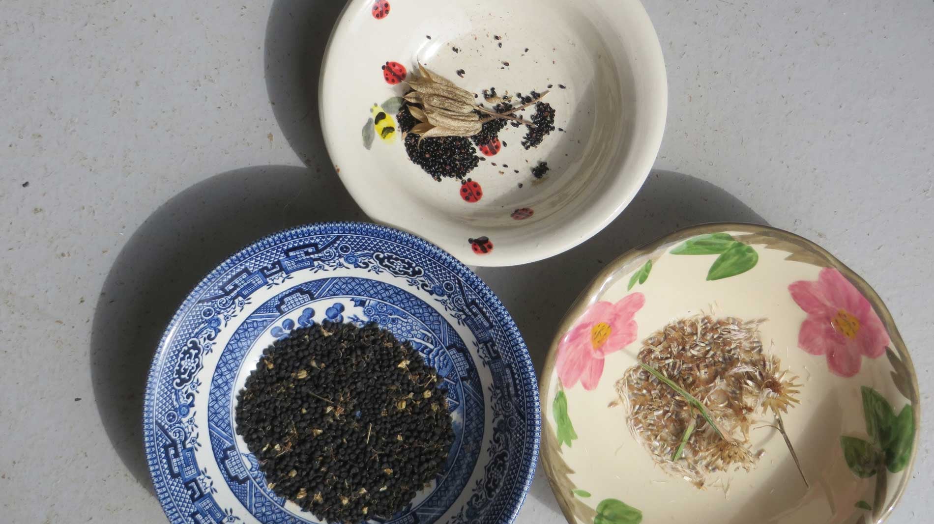 Haxnicks gardening advice how to get free seeds