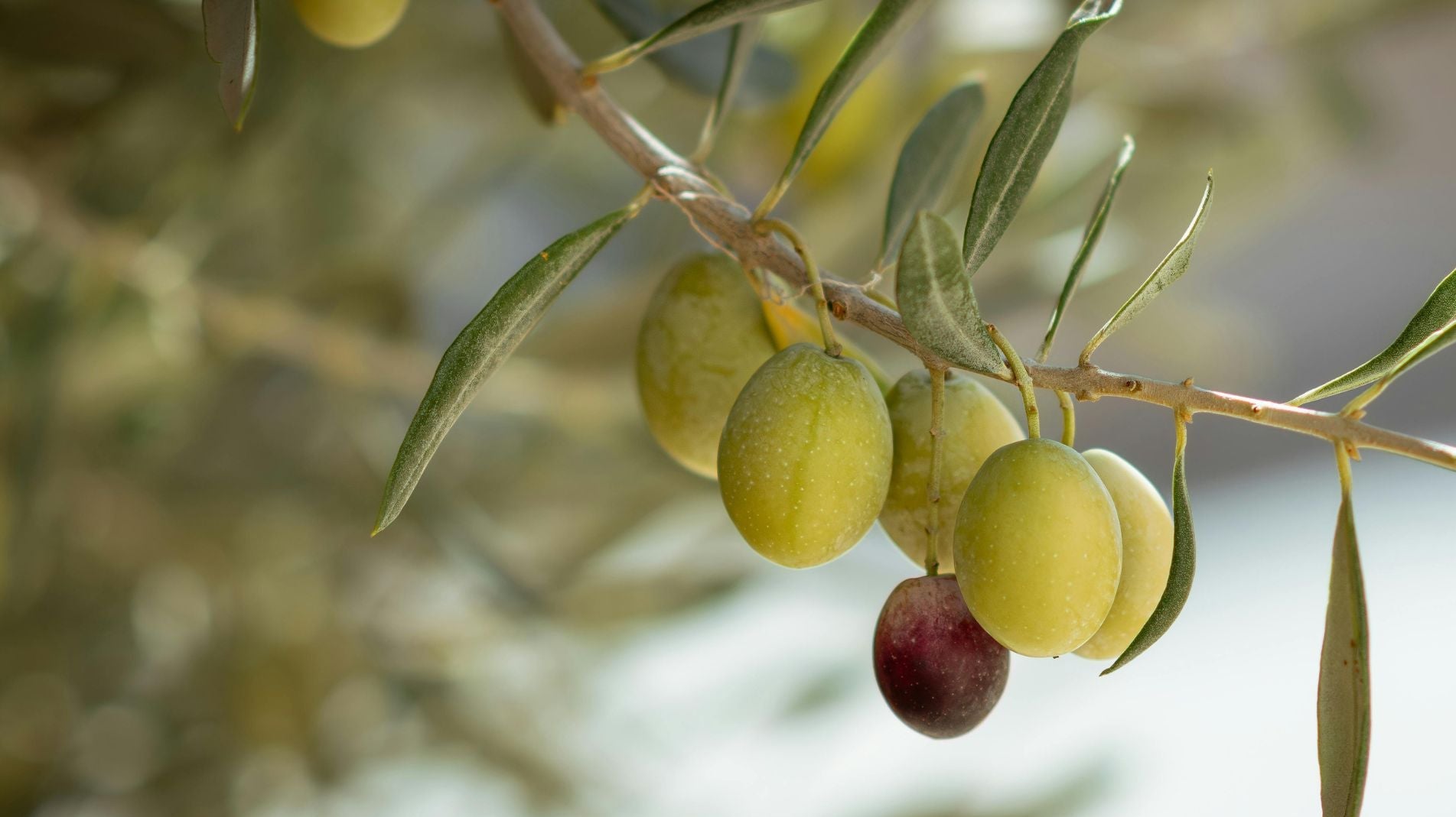Home grown Olives hanging from olive tree