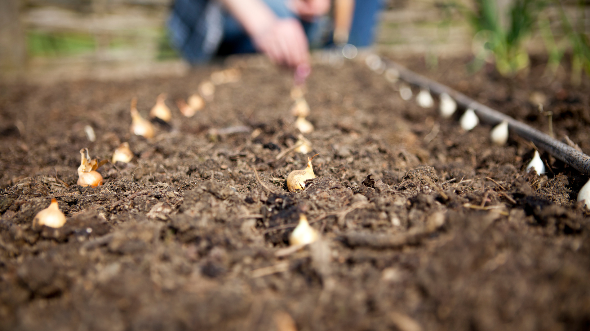 October Planting: Fruit and vegetables to grow in October