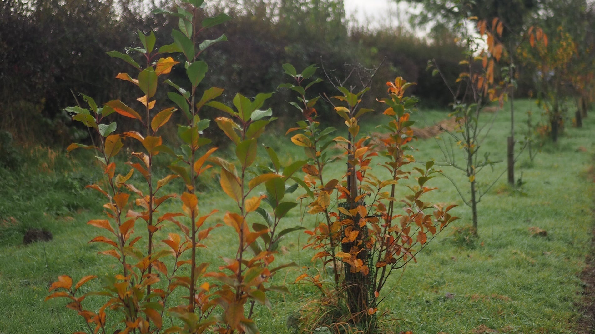 How to grow your own Organic Fruit Orchard