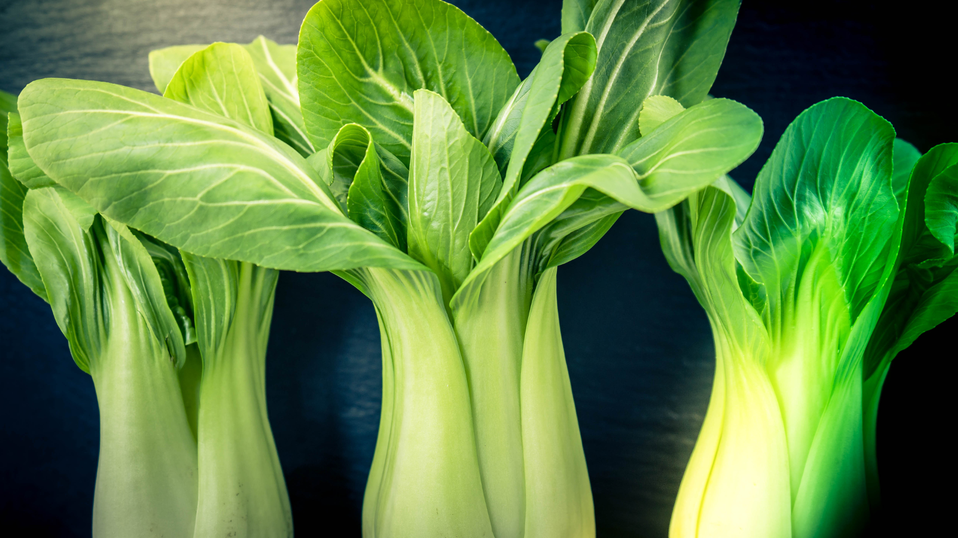 A guide to Growing bok choy or pak choi in containers