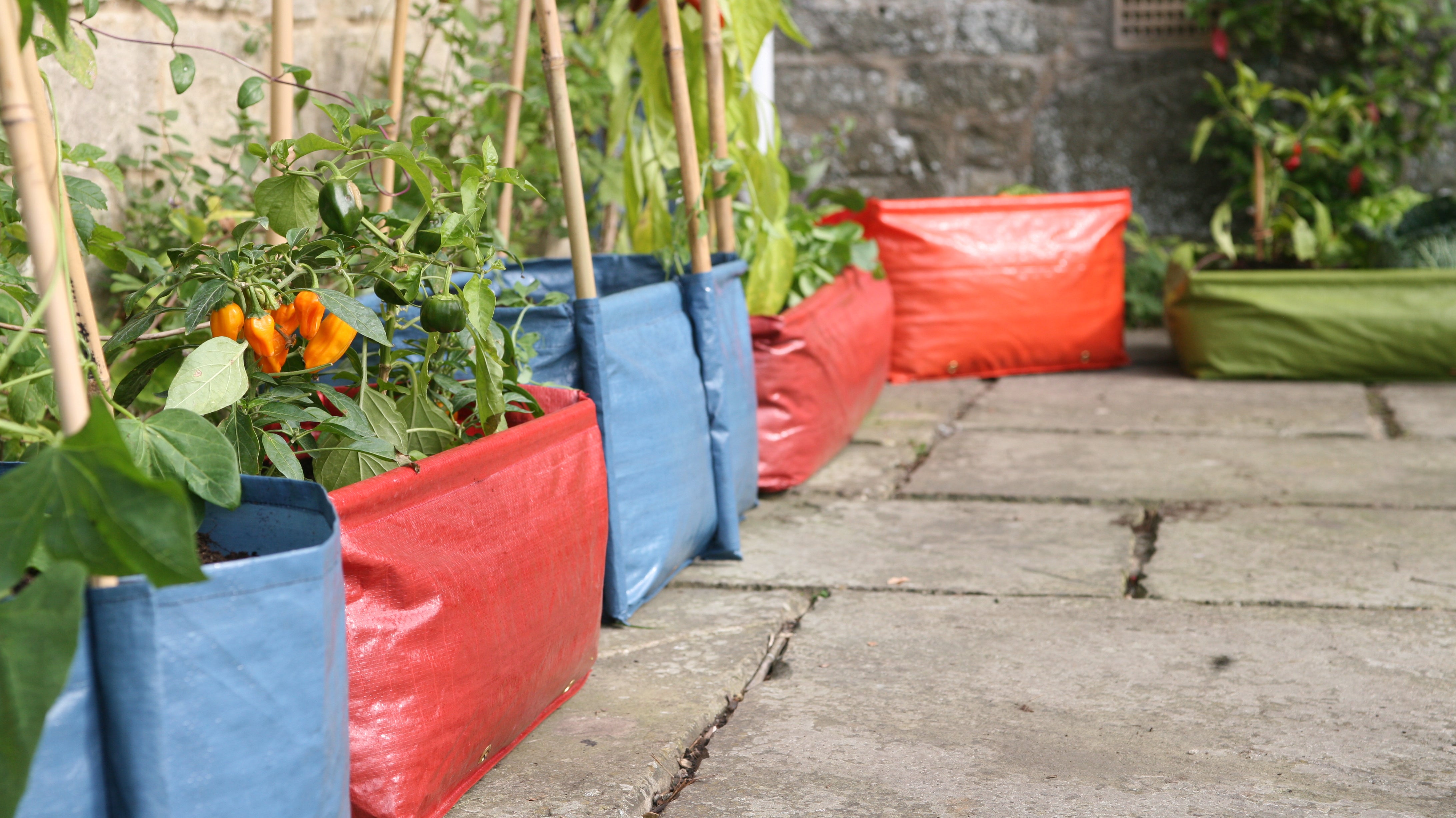 Haxnicks Patio planters pea and bean planter