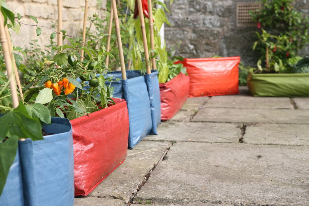 Product Bite Pea & Bean planters grow them anywhere! Haxnicks