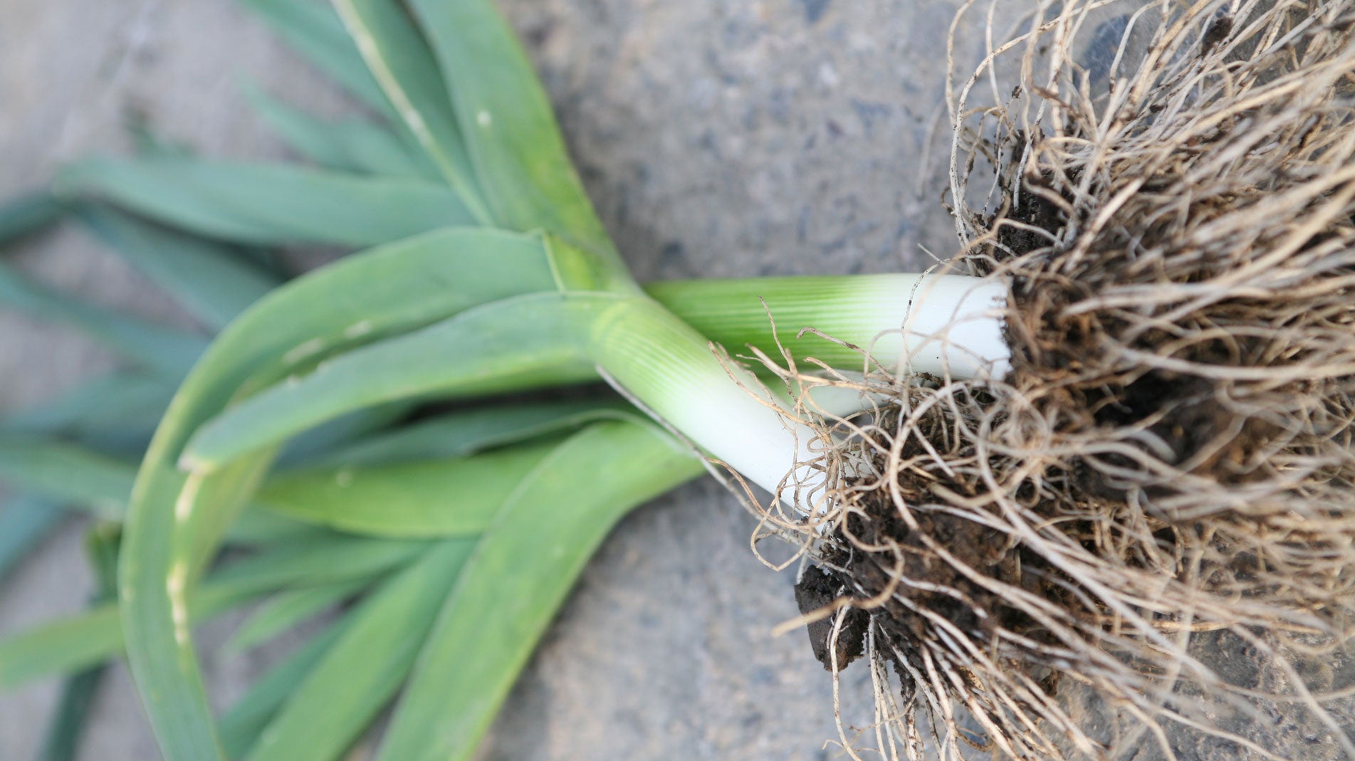 Haxnicks Gardening tips how to avoid and treat leek moth pests